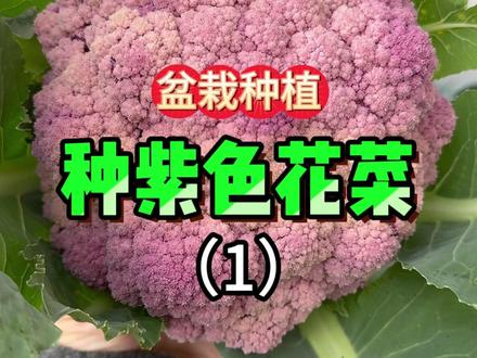 10月份我用桶种了4棵紫色花菜,居然真的开出了很大一朵的花菜。。。。。#花菜 #盆栽种植 #种植的乐趣 #种植小技巧 #抖音商城