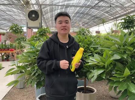 营养液对于养花的作用 怎么正确使用很重要#花卉绿植 #分享家庭养花知识 #养花小知识 #营养液