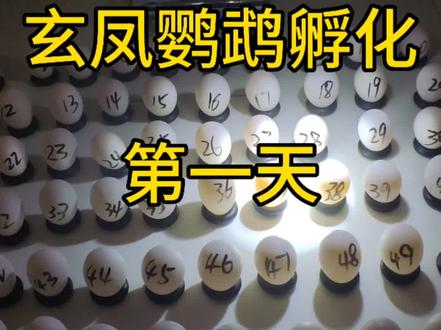 【玄凤蛋孵化第一天】蛋孵做错就废!新手必看保姆级攻略✨