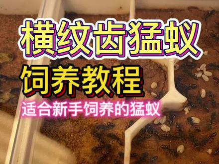 横纹猛蚁横纹齿猛蚁饲养教程#神奇动物在抖音 #蚂蚁 #奇妙的动物