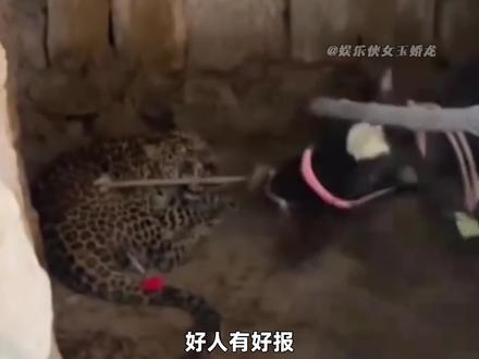 牛:你咋不放你被窝里 #搞笑 #离谱 #花豹 #牛