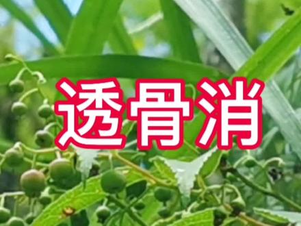 透骨草越来越难找了,睛睛好不容易看到一株,把它当宝贝一样保护#野生药材 #大自然的馈赠