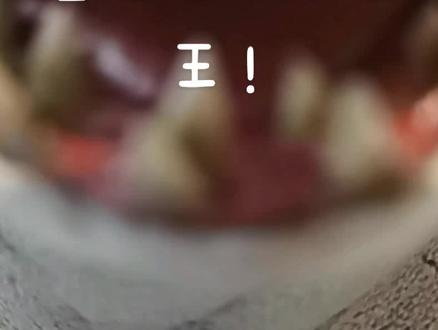 #DC #鲨鱼王 我不是小丑🤡,我想交朋友!