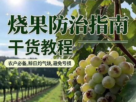 葡萄烧果,日灼还是气烧?分不清楚 #葡萄 #日灼气灼 #烧果 #00后 #种植