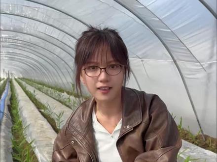 今年棚里小老苗多?别乱冲生根剂!越冲越分芽,后期难长姜~#新农人计划2026 #来抖音学农技 #乡村守护人 #大姜种植 #小老苗