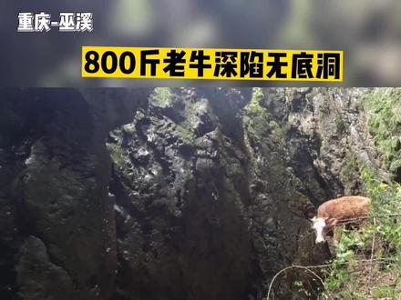 “800斤老牛深陷无底洞,消防员“牛”转乾坤#消防救援现场 #火焰蓝 @抖音小助手