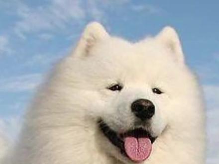 萨摩耶能长多大#萨摩耶 #萨摩耶体重 #萨摩耶肉肉的日常