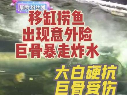 初步看是捞鱼吓到敏感肌太子爷
太子爷秀身法碰到了巨骨老大哥
巨骨就狂暴#刀疤鲤 #暖心阿哲 #巨骨舌鱼