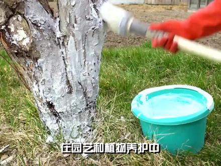 石灰刷树:科学配比与技巧,让树木焕发新生 #园林植保 #种植小技巧