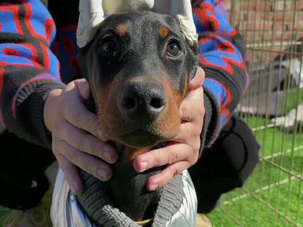 牵犬师姐姐比我自己摆的好看太多了! #杜宾 #狗 #宠物知识 #二狗挑狗