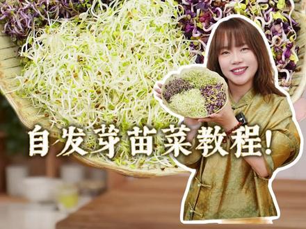 5天收成0失败水培芽苗菜!保姆级教程超简单! 5天收获一盆超级食物!进口超市再也赚不到我钱了,新手也能种!#超级食物 #芽苗菜 #抗炎 #抗氧化 #有机蔬菜自由 #无土栽培 #家庭种植 #女性健康