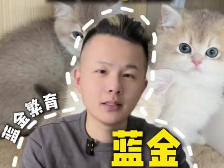 蓝金渐层怎么配出来的?#济南买猫 #济南猫舍#济南宠物店 #蓝金渐层 #蓝金
