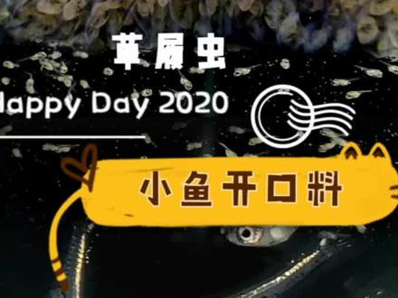 #萌宠推荐官 #草履虫 人工培养的草履虫营养成分很有效,仅限于勉强给小鱼开口,幼鱼发育到可以吃其他鱼食及时改口
