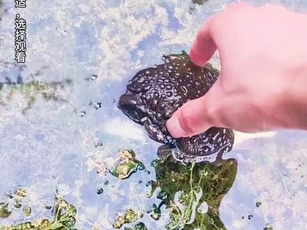 这些鱼吃不得!14种鱼暗藏风险 #不能吃的鱼 #涨见识 #必坑指南