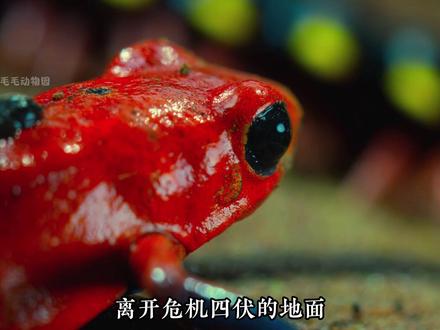 没有母亲会舍得伤害自己的孩子,我的妈妈,亦是如此 #动物世界 #动物世界纪录片 #动物纪录片 #母爱 #箭毒蛙