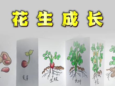 花生成长 #简笔画 #花生 #花生的成长过程