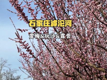 滹沱河赏梅、玩沙、露营太惬意啦!快来看看你get了吗?#滹沱河 #春天就要出去野 #梅花 #石家庄游玩推荐