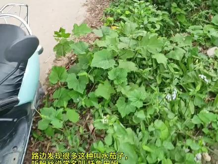 托鲁巴姆的用途 #创作者中心 #创作灵感 #托鲁巴姆砧木