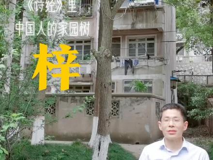 《诗经》里中国人的家园树#桑梓 #桑梓网红 #植物科普