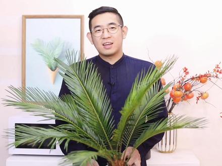 铁树怎么养?园艺师教你,铁树的详细养护技巧