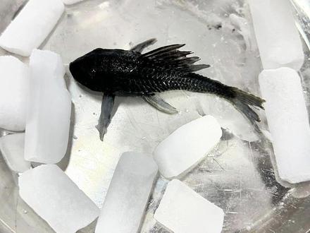 清道夫VS干冰 #清道夫 #外来入侵物种 #干冰 #实验 #测试