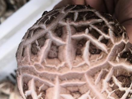 香菇种植技术18#香菇常见的病害有哪些?#香菇种植技术 #食用菌机械设备 #香菇菌种 #食用菌栽培