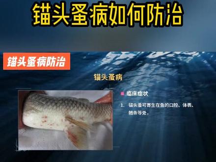 水产锚头蚤病如何防治?#水产养殖 #养殖技术 #新农人计划2022