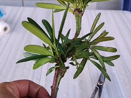 这种变导罗汉松好看吗?喜欢的教你嫁接出来#盆景 #嫁接技术 #罗汉松#嫁接 #养花小知识 @DOU+小助手
