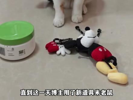 全网最会察言观色的猫#猫咪#超级无敌大开门#抽象 #大笨猫