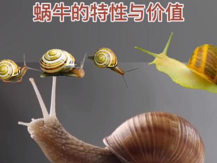 和大家分享一下蜗牛的生物学特性与应用价值#神奇动物在抖音 #科普一下 #蜗牛