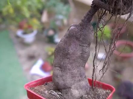 何首乌的养护方法#养花