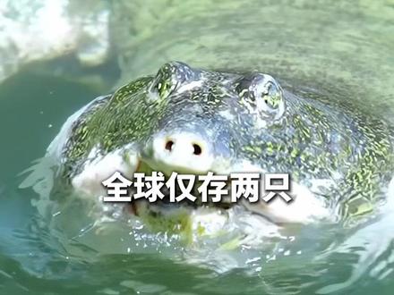 全球仅存两只,全国仅存一只!100多岁的斑鳖“苏苏”现身,游客直呼好幸运!@美丽浙江@苏州新闻