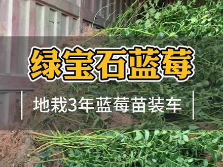 今年地栽蓝莓品种有 F6 优瑞卡 L L25 云雀 奥尼尔 绿宝石 L11 密斯梯 灿烂#蓝莓苗 #绿宝石蓝莓苗