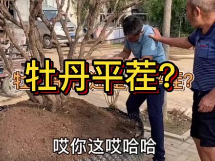 #牡丹种植 #牡丹种植技术
牡丹移栽到底需不需要平茬?平茬的利与弊有哪些?
#牡丹平茬 #牡丹移栽 #牡丹花苗