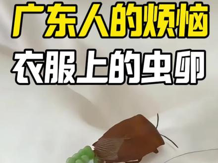 广东人的烦恼,衣服的绿色虫卵。 最近不少广东朋友都遇到同一个烦恼:阳台晾的衣服上,总出现一排排整齐的绿色虫卵。这就是臭屁虫的卵,学名荔蝽。一到春夏,它们就疯狂产卵,经常跑到家里来。为什么专挑衣服上产?因为晾着的衣服有湿气,适合虫卵发育,棉麻面料又隐蔽又好粘牢,简直是它们的天然产房。这些卵只要3~4天就会孵化成小臭屁虫,一窝就是十四只,重点提醒:不管虫卵、幼虫还是成虫,千万别用手碰!虫卵有毒,接触容易红肿过敏;成虫和幼虫会喷射刺鼻臭液,沾到皮肤又痛又痒,臭味还久久不散,特别恶心。家里发现后,直接用专用杀虫剂,对着门窗缝隙、阳台、墙角喷洒,就能有效灭杀和驱赶。药剂无色无味,成分安全,孕婴宠家庭也能放心用。
#衣服上的虫卵 #广东人的烦恼 #荔蝽虫卵 #臭屁虫幼虫 #绿色虫卵的危害