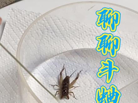 聊聊斗蛐蛐儿#我是人生新赢家 #蛐蛐 #老北京 #传承 #文化