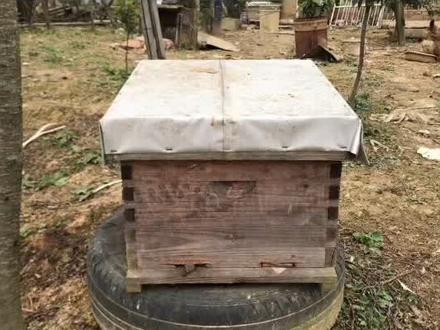 #养蜂技术分享 #养蜂生活 #养蜂技术免费教学 #养蜂人 #蜜蜂 #蜜蜂养蜂技术 #盗蜂 @DOU+小助手