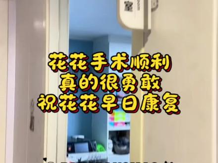 花姐手术很顺利,大大小小一共四处伤口,但是花花真的很勇敢,那么疼,一声都不吭,太心疼花花了,我们一起祈祷花花早日康复❤️❤️❤️@西北刀客-公益护农 @西北刀客-机油手 @西北刀客-吴队 @西北刀客摄影-李 @西北刀客-徐晒晒 #西北刀客公益护农#黄白花#实战猎犬 #西北刀客#早日康复