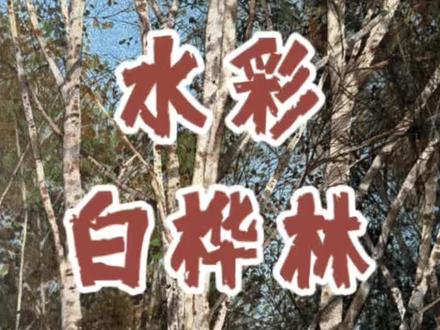 水彩直播白桦林(已售) #水彩 #水彩教程 #水彩画 #水彩风景 #水彩风景