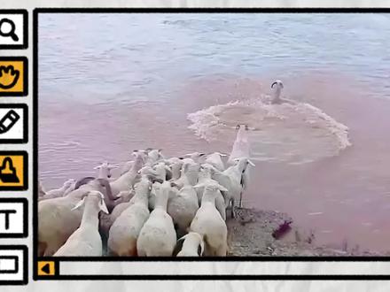 为什么不论领头羊做什么,羊群都会跟着走?#羊群效应 #知识创作人