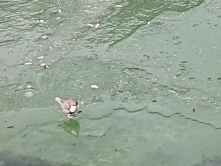 这些会捕鱼的鸟,你都认识吗 #鸟类 #河乌