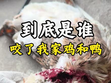一夜之间损失惨重,鸭也死了,鸡也丢了,到底是啥东西咬了我家的鸡和鸭啊 #记录真实生活 #日常VLOG #vlog十亿流量扶持计划 #东北猫冬生活