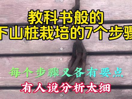 教科书般的下山桩培育指导,做好这7个步骤,不要太详细#下山桩培育 #培育下山桩
