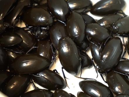 只要你放下心理包袱,尝尝这盘 #水蟑螂龙虱 ,就会打开一片#美食推荐新天地@抖音小助手 @DOU+小助手