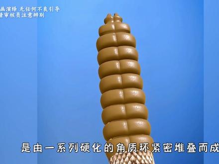 响尾蛇的尾部,为什么会产生沙沙声?#科普 #科普一下 #涨知识