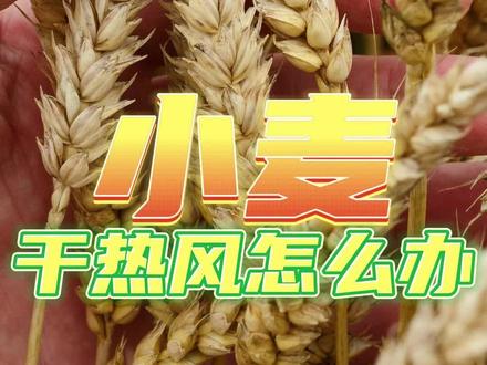 小麦干热风怎么办? 还是有人催我讲讲干热风,但实际上我已经讲过了。再发一遍吧。干热风有几种?干热风有啥影响?干热风怎么防?#小麦干热风预防 #小麦种植