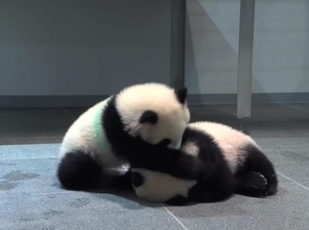 辛苦了,从1972年至今,大熊猫半个世纪的出差任务终于结束! #大熊猫 #国宝 #大熊猫晓晓蕾蕾 #四川 #春娟