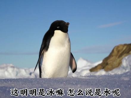 二年级上册语文园地一
《企鹅寄冰》《梅花》