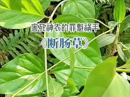 带你认识野生剧毒植物~断肠草,不认识的朋友请多看几遍,仔细辨认,避免误用,以防中毒身亡!!#断肠草到底有多可怕#山中野草别乱采误食毒草祸事来