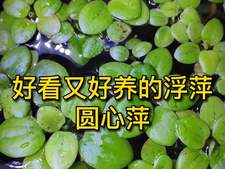 好看又好养,圆心萍的正确养殖方法来啦!#浮萍 #水族 #养鱼日记 #水草